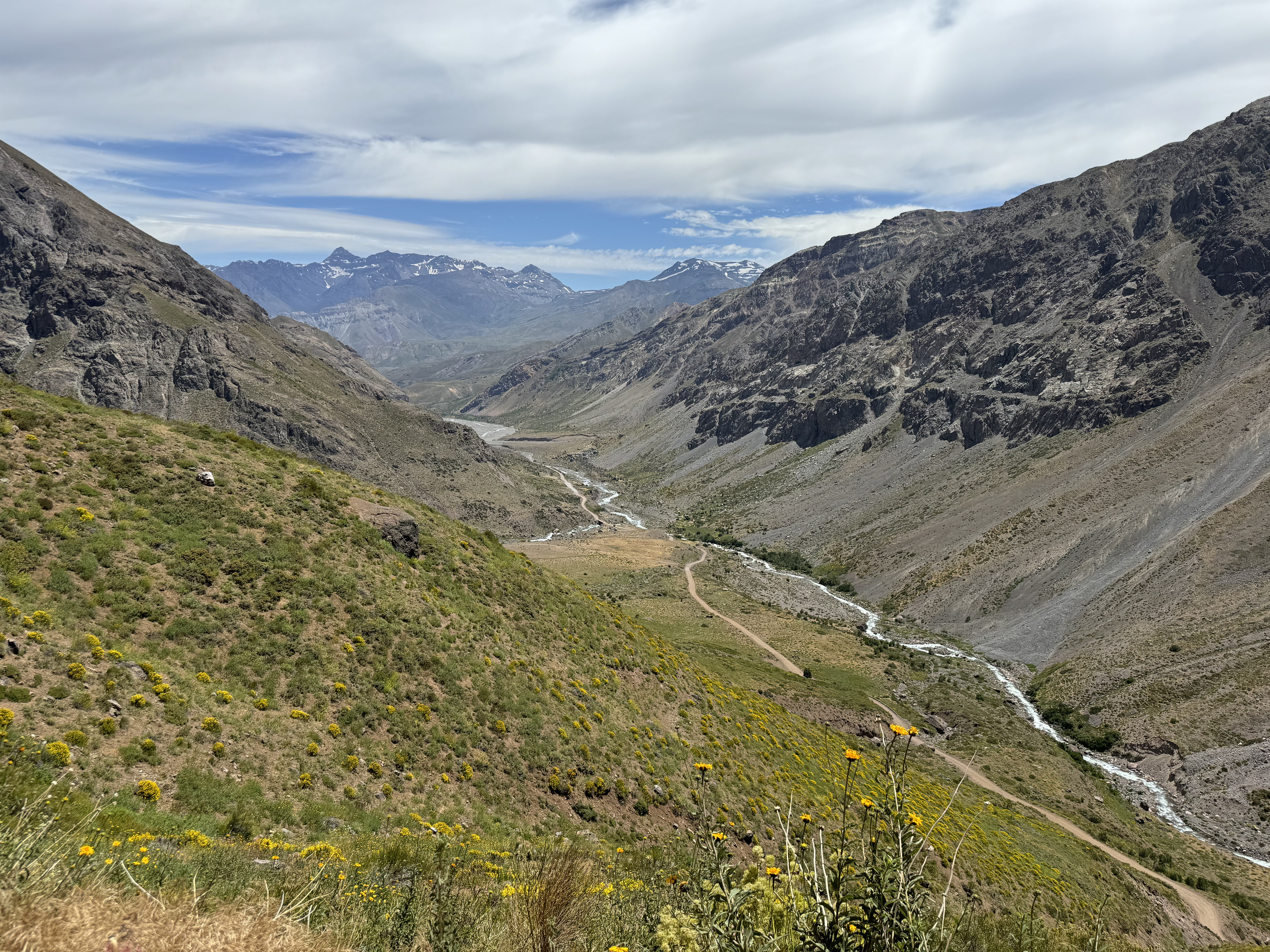 Camino en medio de un bosque